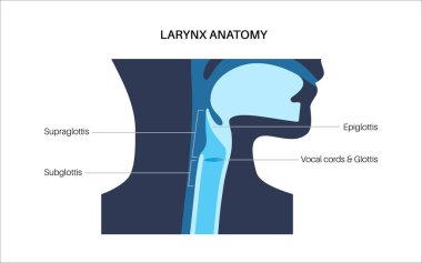 Gırtlak anatomisi sagittal görüşde. Ses telleri, epiglot, tiroit kıkırdağı, krikoid kıkırdağı. Nefes borusu ve etrafındaki dokular. Ses üretimi ve hava yolu korumasını anlamak için tıbbi vektör