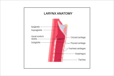 Gırtlak anatomisi sagittal görüşde. Ses telleri, epiglot, tiroit kıkırdağı, krikoid kıkırdağı. Nefes borusu ve etrafındaki dokular. Ses üretimi ve hava yolu korumasını anlamak için tıbbi vektör