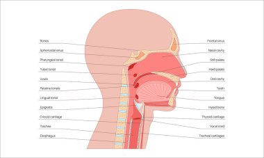 Üst solunum yolu anatomik posteri. Burun ve ağız boşlukları. Gırtlak, nazofarinks, orofarenks ve gırtlak gırtlağı. Gırtlak, sinüsler ve soluk borusu girişi. Sagittal bölüm tıbbi vektör diyagramı.