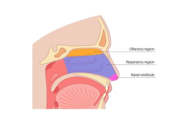 Burun boşluğu anatomisi. Üst solunum yolu yapıları arasında farengeal bademcik, dil, gırtlak parçası, ağız boşluğu, sert ve yumuşak damak tadı vardır. Enine kesit sagittal görünüm Tıbbi vektör çizimi