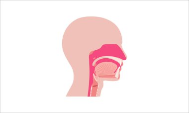 Burun boşluğu anatomisi. Üst solunum yolu yapıları arasında farengeal bademcik, dil, gırtlak parçası, ağız boşluğu, sert ve yumuşak damak tadı vardır. Enine kesit sagittal görünüm Tıbbi vektör çizimi