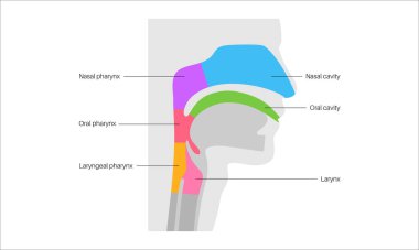 Gırtlak anatomisi sagittal görüntü bilgi posterinde. Gırtlak, gırtlak, burun ve ağız boşlukları. Nefes borusu, yemek borusu ve etrafındaki yapılar. Anatomi çalışması için eğitici tıbbi vektör çizimi.