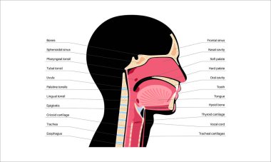 Üst solunum yolu anatomik posteri. Burun ve ağız boşlukları. Gırtlak, nazofarinks, orofarenks ve gırtlak gırtlağı. Gırtlak, sinüsler ve soluk borusu girişi. Sagittal bölüm tıbbi vektör diyagramı.