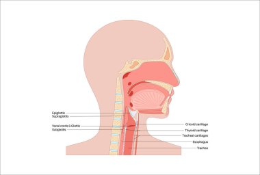 Gırtlak anatomisi sagittal görüşde. Ses telleri, epiglot, tiroit kıkırdağı, krikoid kıkırdağı. Nefes borusu ve etrafındaki dokular. Ses üretimi ve hava yolu korumasını anlamak için tıbbi vektör