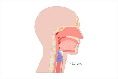Gırtlak anatomisi sagittal görüşde. Ses telleri, epiglot, tiroit kıkırdağı, krikoid kıkırdağı. Nefes borusu ve etrafındaki dokular. Ses üretimi ve hava yolu korumasını anlamak için tıbbi vektör