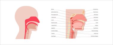 Üst solunum yolu anatomik posteri. Burun ve ağız boşlukları. Gırtlak, nazofarinks, orofarenks ve gırtlak gırtlağı. Gırtlak, sinüsler ve soluk borusu girişi. Sagittal bölüm tıbbi vektör diyagramı.