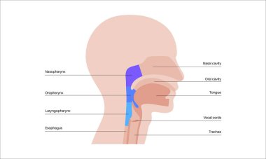 Sagittal bölüm tıbbi posterinde gırtlak anatomisi. Nazofarinks, orofarenks ve gırtlak gırtlağı da dahil. Burun boşluğu, yumuşak damak, epiglot ve yemek borusu. Düz eğitimsel vektör çizimi