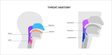 Gırtlak anatomisi sagittal görüntü bilgi posterinde. Gırtlak, gırtlak, burun ve ağız boşlukları. Nefes borusu, yemek borusu ve etrafındaki yapılar. Anatomi çalışması için eğitici tıbbi vektör çizimi.