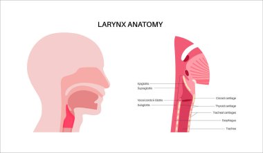 Gırtlak anatomisi sagittal görüşde. Ses telleri, epiglot, tiroit kıkırdağı, krikoid kıkırdağı. Nefes borusu ve etrafındaki dokular. Ses üretimi ve hava yolu korumasını anlamak için tıbbi vektör