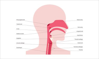 Üst solunum yolu anatomik posteri. Burun ve ağız boşlukları. Gırtlak, nazofarinks, orofarenks ve gırtlak gırtlağı. Gırtlak, sinüsler ve soluk borusu girişi. Sagittal bölüm tıbbi vektör diyagramı.