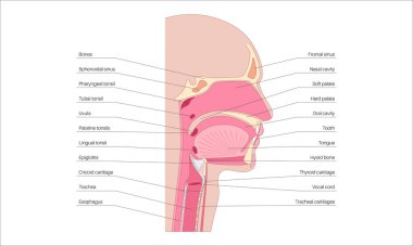 Üst solunum yolu anatomik posteri. Burun ve ağız boşlukları. Gırtlak, nazofarinks, orofarenks ve gırtlak gırtlağı. Gırtlak, sinüsler ve soluk borusu girişi. Sagittal bölüm tıbbi vektör diyagramı.