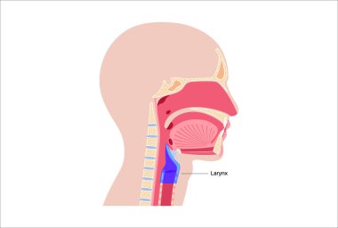Gırtlak anatomisi sagittal görüşde. Ses telleri, epiglot, tiroit kıkırdağı, krikoid kıkırdağı. Nefes borusu ve etrafındaki dokular. Ses üretimi ve hava yolu korumasını anlamak için tıbbi vektör