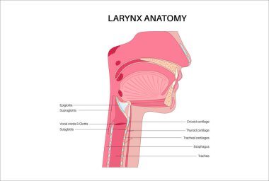 Gırtlak anatomisi sagittal görüşde. Ses telleri, epiglot, tiroit kıkırdağı, krikoid kıkırdağı. Nefes borusu ve etrafındaki dokular. Ses üretimi ve hava yolu korumasını anlamak için tıbbi vektör