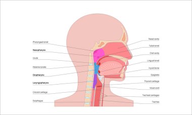 Sagittal bölüm tıbbi posterinde gırtlak anatomisi. Nazofarinks, orofarenks ve gırtlak gırtlağı da dahil. Burun boşluğu, yumuşak damak, epiglot ve yemek borusu. Düz eğitimsel vektör çizimi