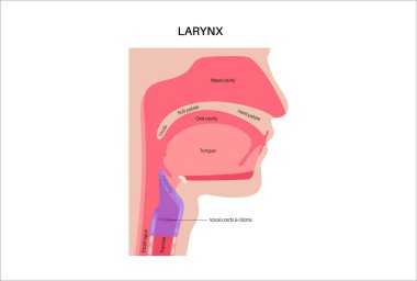 Gırtlak anatomisi sagittal görüşde. Ses telleri, epiglot, tiroit kıkırdağı, krikoid kıkırdağı. Nefes borusu ve etrafındaki dokular. Ses üretimi ve hava yolu korumasını anlamak için tıbbi vektör