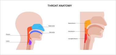 Gırtlak anatomisi sagittal görüntü bilgi posterinde. Gırtlak, gırtlak, burun ve ağız boşlukları. Nefes borusu, yemek borusu ve etrafındaki yapılar. Anatomi çalışması için eğitici tıbbi vektör çizimi.