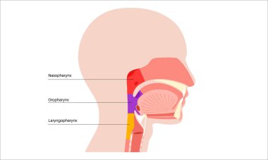 Sagittal bölüm tıbbi posterinde gırtlak anatomisi. Nazofarinks, orofarenks ve gırtlak gırtlağı da dahil. Burun boşluğu, yumuşak damak, epiglot ve yemek borusu. Düz eğitimsel vektör çizimi