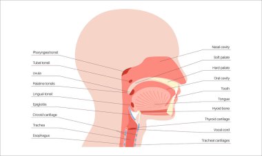 Üst solunum yolu anatomik posteri. Burun ve ağız boşlukları. Gırtlak, nazofarinks, orofarenks ve gırtlak gırtlağı. Gırtlak, sinüsler ve soluk borusu girişi. Sagittal bölüm tıbbi vektör diyagramı.