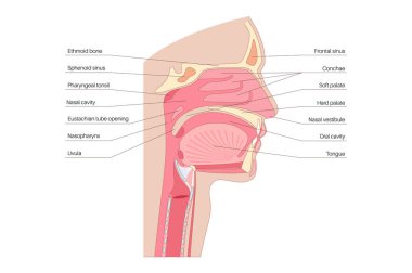 Burun boşluğu anatomisi. Üst solunum yolu yapıları arasında farengeal bademcik, dil, gırtlak parçası, ağız boşluğu, sert ve yumuşak damak tadı vardır. Enine kesit sagittal görünüm Tıbbi vektör çizimi