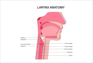 Gırtlak anatomisi sagittal görüşde. Ses telleri, epiglot, tiroit kıkırdağı, krikoid kıkırdağı. Nefes borusu ve etrafındaki dokular. Ses üretimi ve hava yolu korumasını anlamak için tıbbi vektör