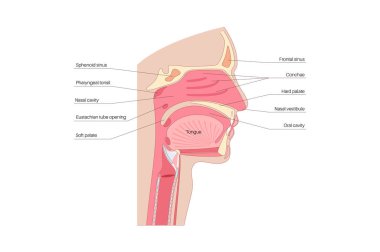 Burun boşluğu anatomisi. Üst solunum yolu yapıları arasında farengeal bademcik, dil, gırtlak parçası, ağız boşluğu, sert ve yumuşak damak tadı vardır. Enine kesit sagittal görünüm Tıbbi vektör çizimi