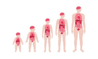İnsan vücudundaki iç organlar. Akciğerleri, karaciğeri ve beyni olan anatomik diyagram. Mide, bağırsaklar, kalp, yetişkin erkek, genç ve bebek siluetleri. Biyolojik sistem tıbbi vektör çizimi