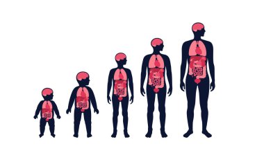 İnsan vücudundaki iç organlar. Akciğerleri, karaciğeri ve beyni olan anatomik diyagram. Mide, bağırsaklar, kalp, yetişkin erkek, genç ve bebek siluetleri. Biyolojik sistem tıbbi vektör çizimi