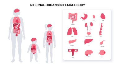 İnsan vücudundaki iç organlar. Kadın yetişkin, genç ve bebek siluetlerinde sindirim, solunum, idrar, endokrin ve üreme sistemleriyle anatomik diyagram, düz vektör çizimi