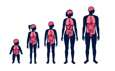 İnsan vücudundaki iç organlar. Akciğerleri, karaciğeri ve beyni olan anatomik diyagram. Mide, bağırsaklar, kalp, erkek ve kadın yetişkin, genç ve bebek siluetleri. Biyolojik sistem tıbbi vektörü