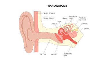 İnsan kulağı anatomik posteri. Dış, orta ve iç kulak parçalarını gösteren tıbbi diyagram. Auricle, kulak kanalı, kulak zarı, ossicle, koklea, işitsel sinir ve östaki tüpü. Düz vektör illüstrasyonu