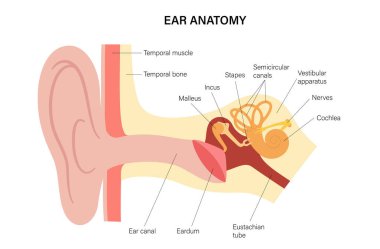 İnsan kulağı anatomik posteri. Dış, orta ve iç kulak parçalarını gösteren tıbbi diyagram. Auricle, kulak kanalı, kulak zarı, ossicle, koklea, işitsel sinir ve östaki tüpü. Düz vektör illüstrasyonu
