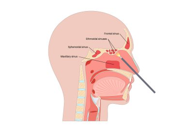 Üst çene kemiği, sfenoidal, etmoidal ve alın sinüsleri olan insan kafası anatomisi. Sinüs boşlukları, burun delikleri ve etrafındaki kemikler. KBB konsepti sinüs sağlığı ve anatomi düz vektörü üzerine odaklanır.