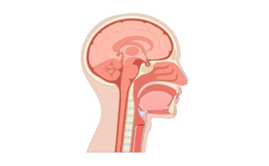 Üst solunum yolu ve insan vücudunun anatomik posterindeki beyin. Burun ve ağız boşlukları, beynin bazı kısımları. Gırtlak, sinüsler, yemek borusu ve nefes borusu girişi. Sagittal bölüm düz vektör diyagramı