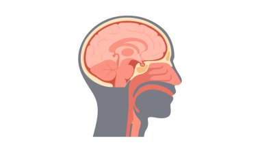 Üst solunum yolu ve insan vücudunun anatomik posterindeki beyin. Burun ve ağız boşlukları, beynin bazı kısımları. Gırtlak, sinüsler, yemek borusu ve nefes borusu girişi. Sagittal bölüm düz vektör diyagramı