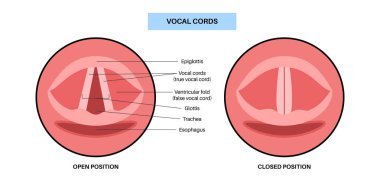 Ses telleri açık ve kapalı. Gırtlak anatomisi, gırtlak iltihabı ve hava akımı. ENT konsepti, otolaringoloji ve konuşma terapisi. Teşhis, stroboskopi ve solunum tıbbı vektörü cerrahi eğitimi