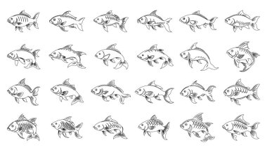 Sazan balığı koleksiyonu beyaz arkaplanlı tasarım paketi