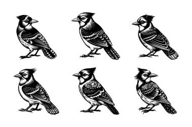 Vektör klipsi sanat tarzı mavi Jay siluet demeti beyaz arkaplan ile ayarlandı