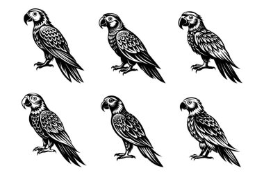 Vektör klipsi sanat tarzı Papağan siluet paketi beyaz arkaplan ile ayarlandı