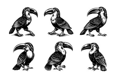 Beyaz arkaplan ile vektör biçimi klipsleme sanatında Toucan siluet demeti