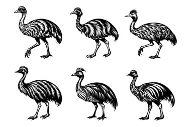 Beyaz arkaplanlı yaratıcı vektör klipsi sanatında Cassowary siluet tasarım paketi