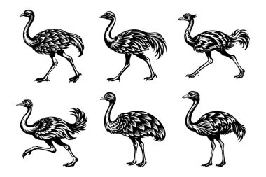 Beyaz arkaplan ile vektör biçimi klipsi sanatında ortak devekuşu sili demeti