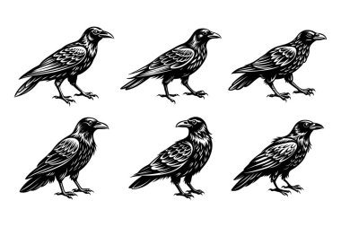 Crow silhouette bundle set in vector style clip art with white background clipart