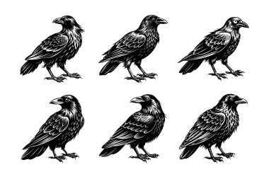 Beyaz arkaplan ile vektör biçimi kırpma sanatında karga silueti demeti
