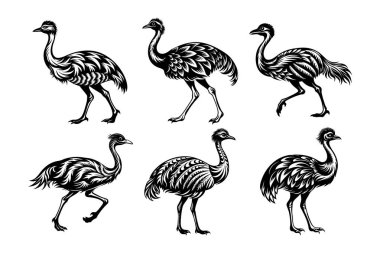 Beyaz arkaplanı olan vektör klipsi sanat biçimi emu siluet paketi