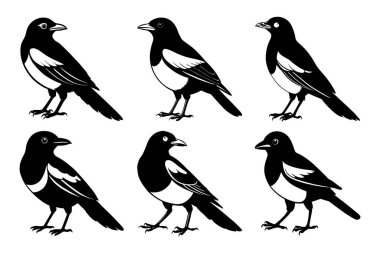 Yaratıcı vektör klipsi sanatında beyaz arkaplanlı Magpie siluet tasarım paketi