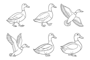 Beyaz arkaplan ile vektör biçiminde Mallard siluet tasarımı