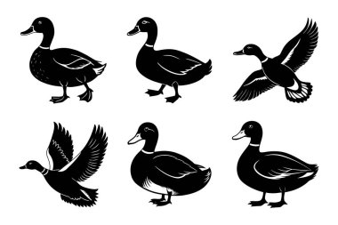Beyaz arkaplan ile vektör biçiminde Mallard siluet tasarımı