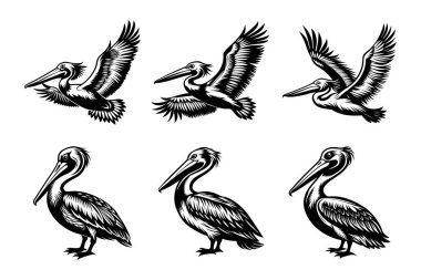 Beyaz arkaplan ile vektör klipsi sanat stili pelikan siluet demeti