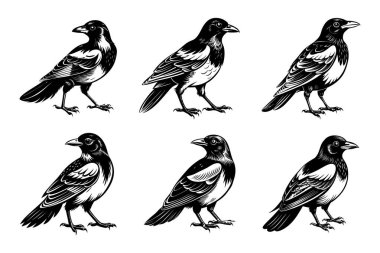 Yaratıcı vektör klipsi sanatında beyaz arkaplanlı Magpie siluet tasarım paketi