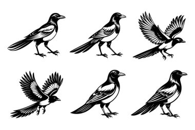 Yaratıcı vektör klipsi sanatında beyaz arkaplanlı Magpie siluet tasarım paketi